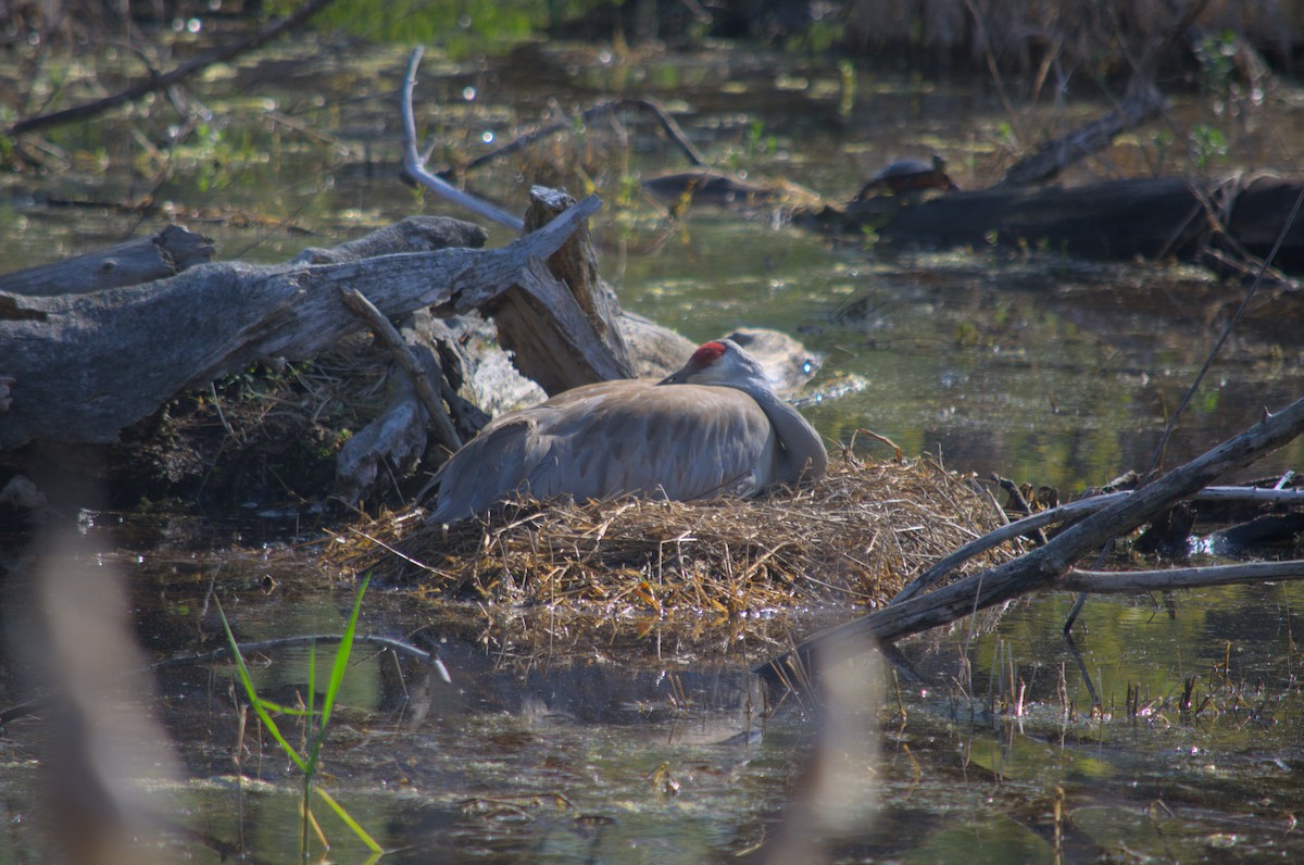 Sandhill Crane - ML568449541