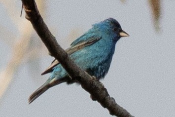 Indigo Bunting - David Brown