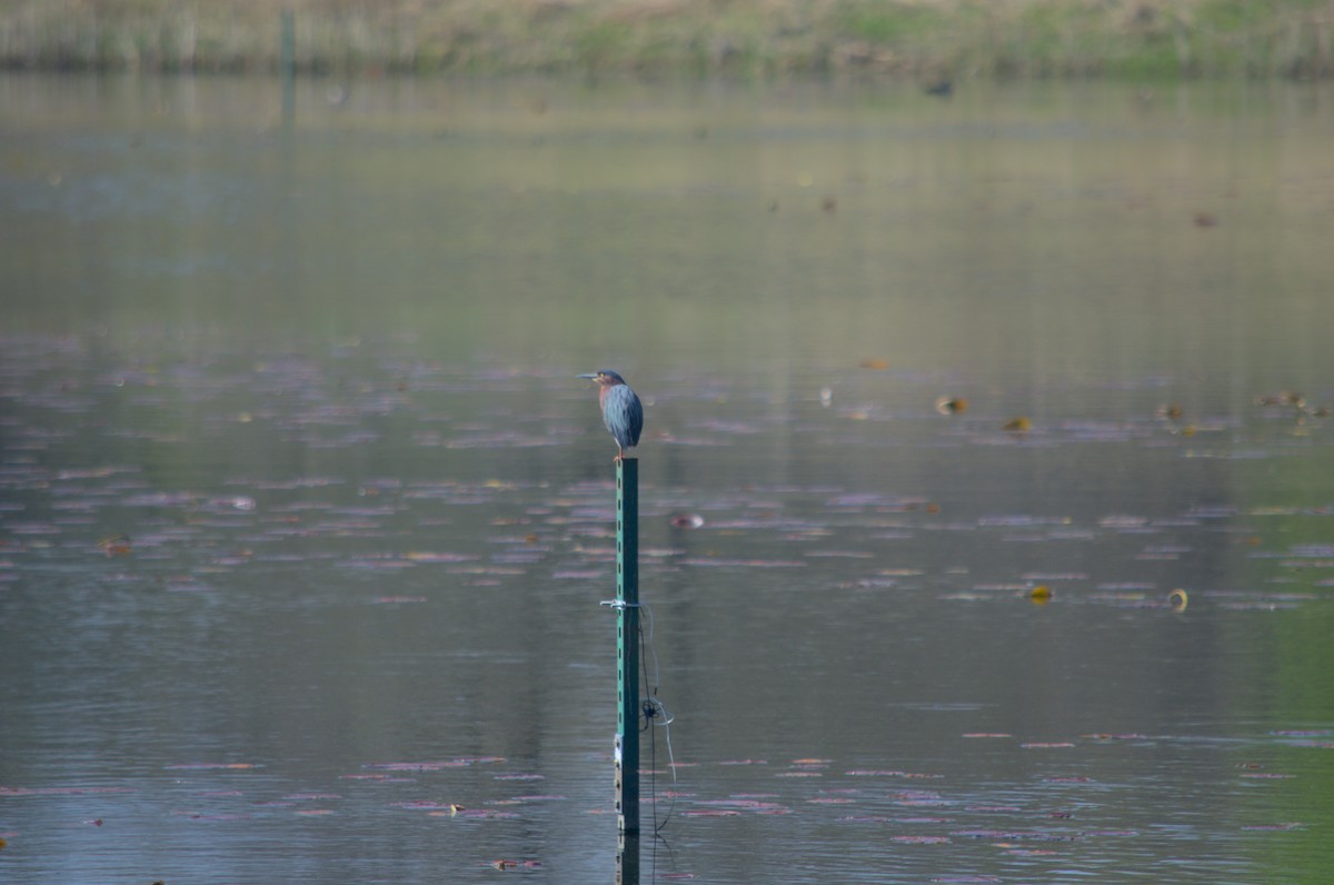 Green Heron - Blaise Thompson