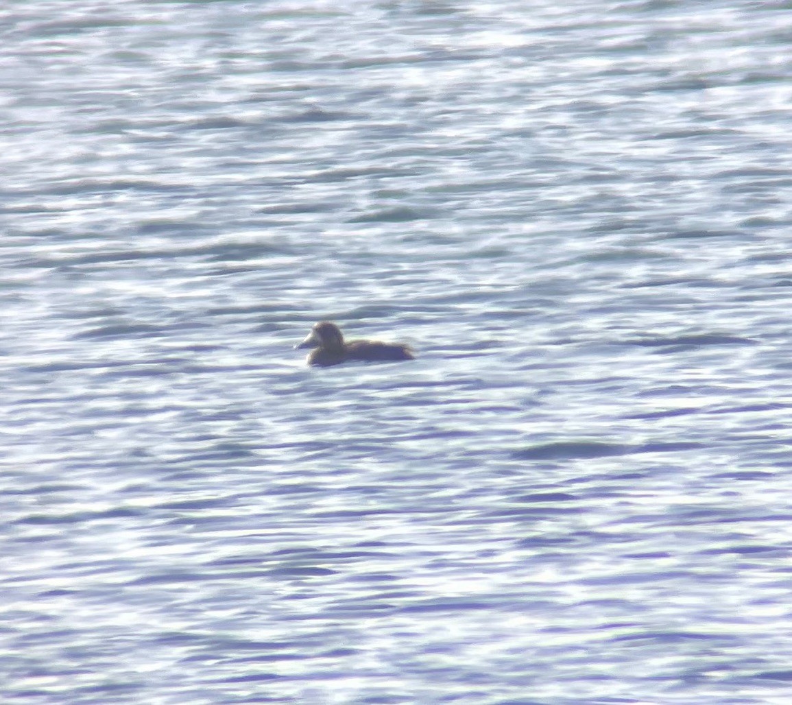 Greater Scaup - ML568450101