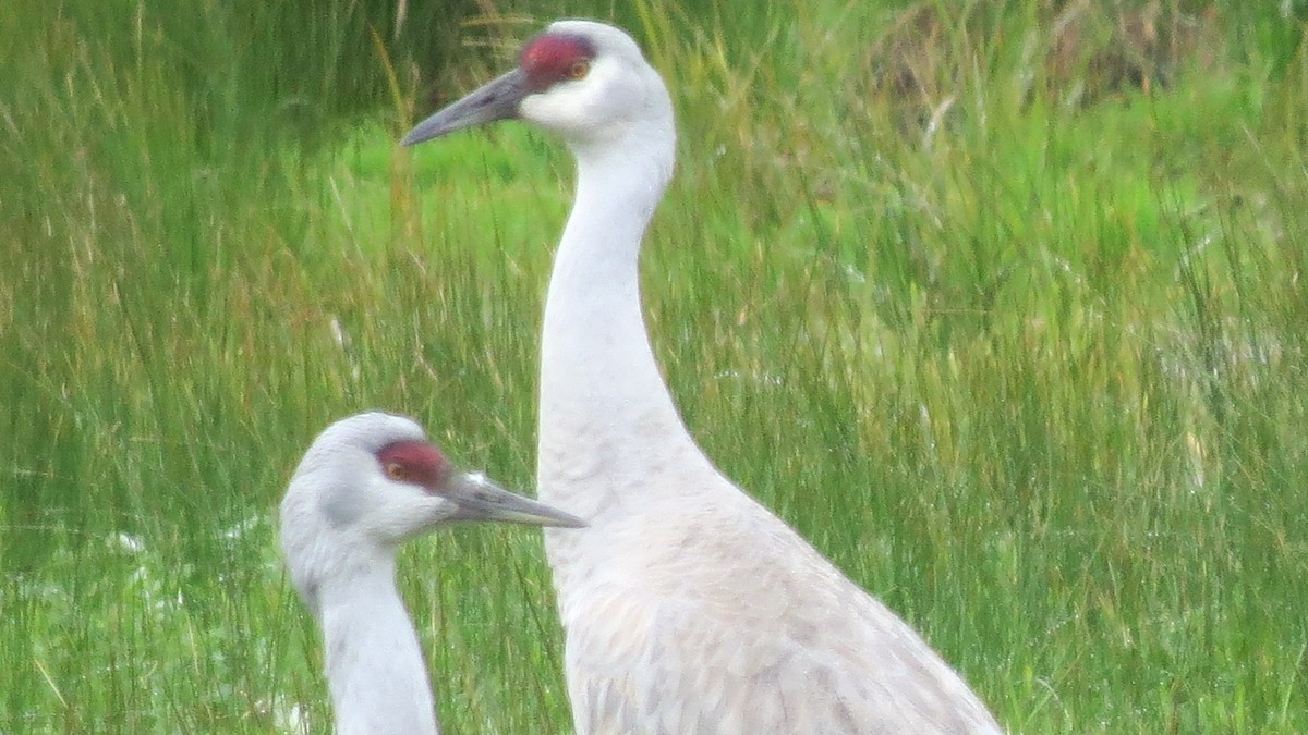 Sandhill Crane - Michael Barry