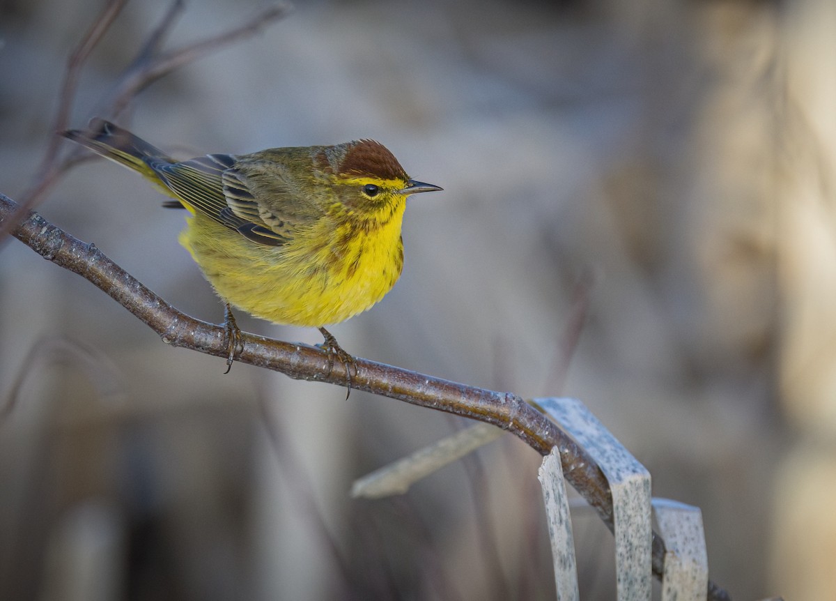 Palm Warbler - ML568452651