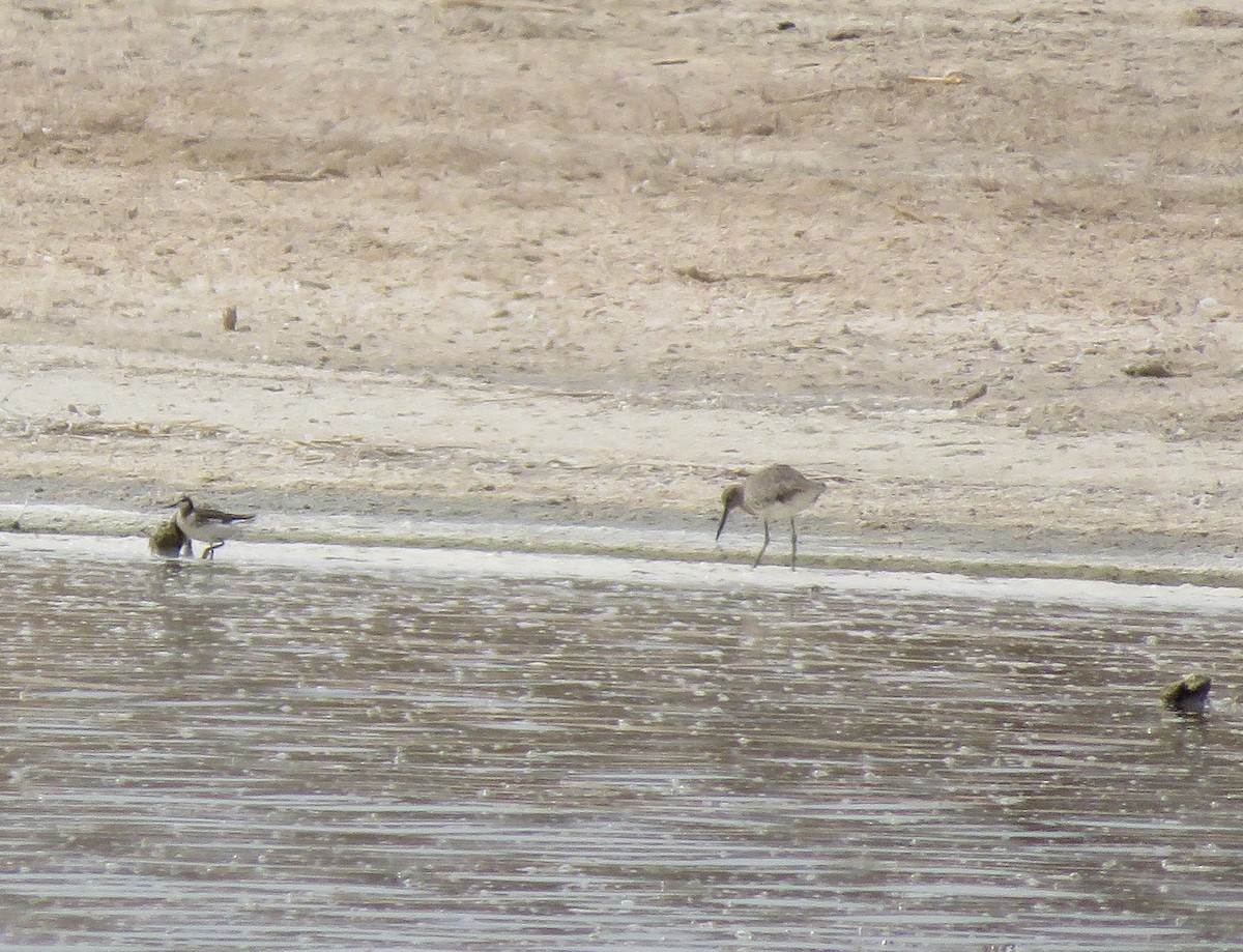 Willet - Anthony  Hewetson