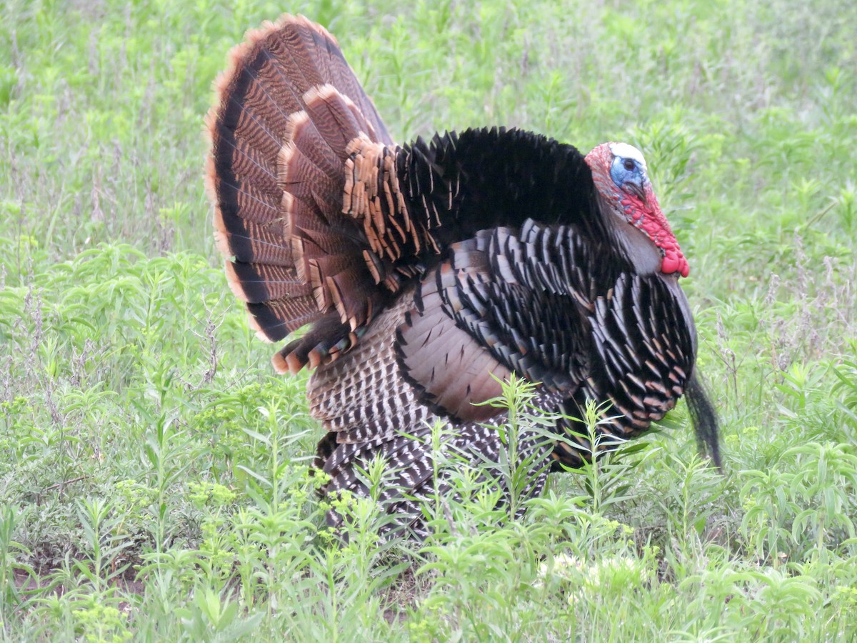 Wild Turkey - ML568453001