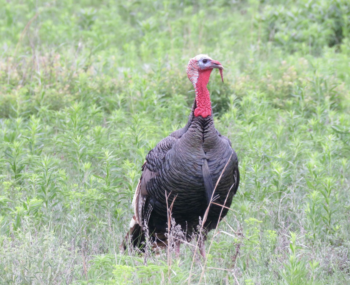 Wild Turkey - ML568453341