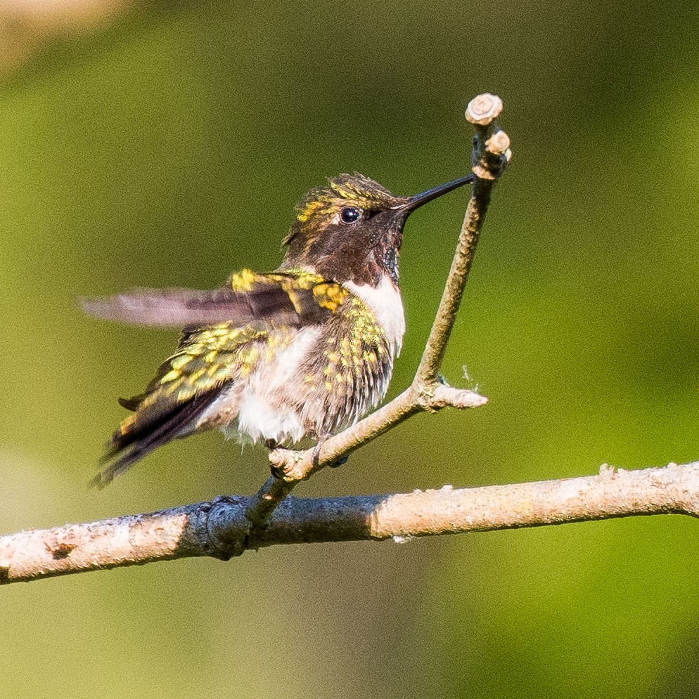 Ruby-throated Hummingbird - ML568453431