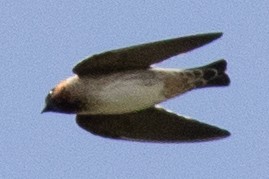 Cliff Swallow - ML568453951