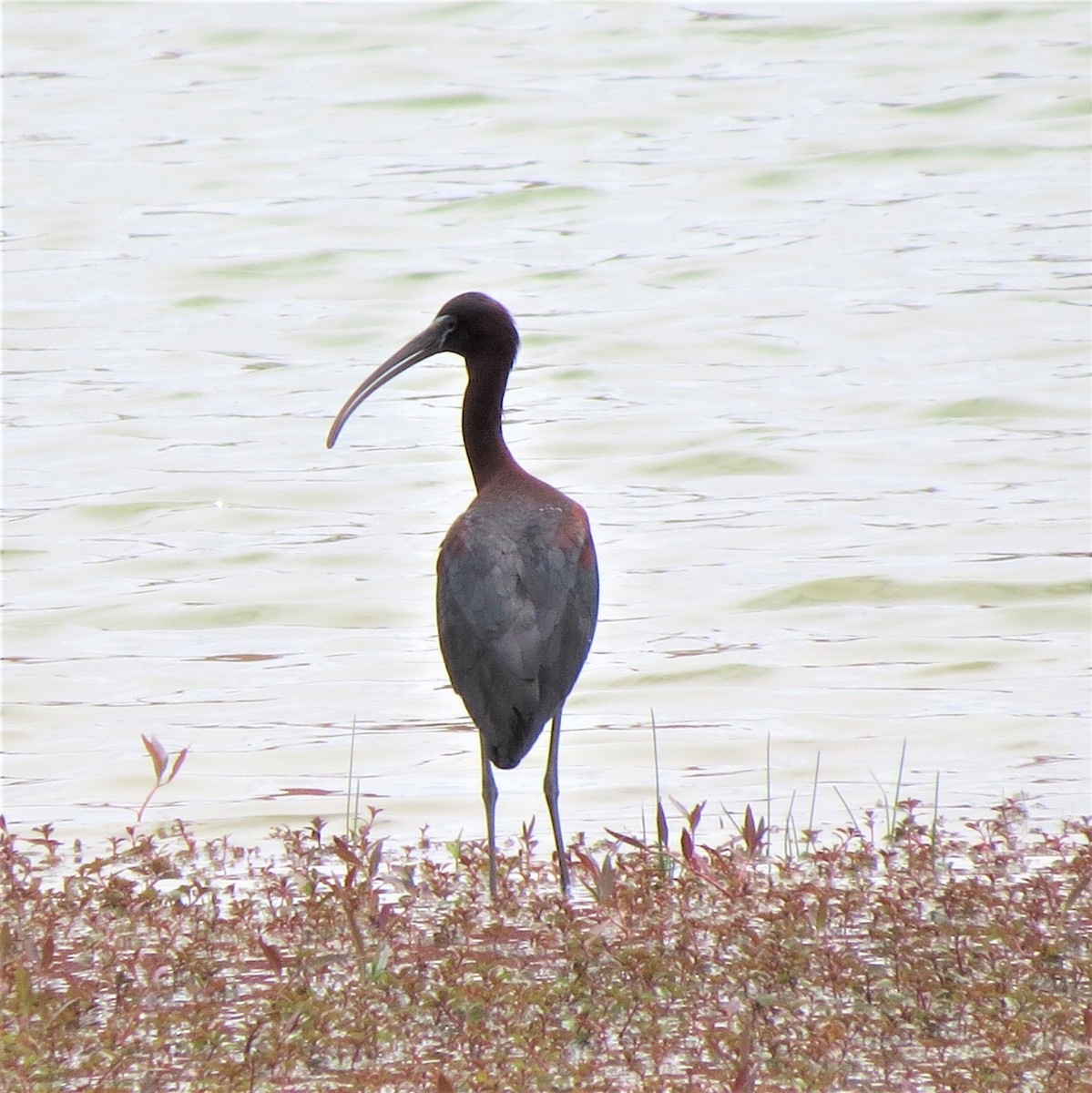 ibis hnědý - ML568454121