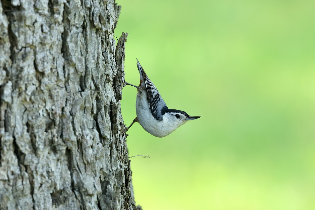 White-breasted Nuthatch - ML568454771