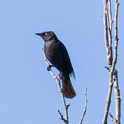 Rusty Blackbird - ML568455161