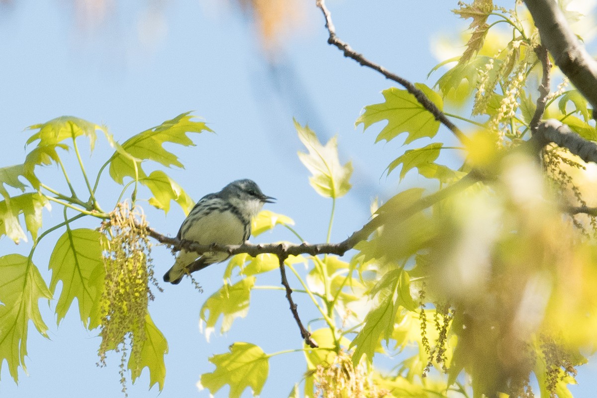 Cerulean Warbler - ML56845571