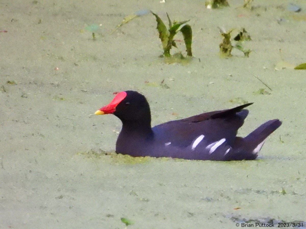 Eurasian Moorhen - ML568456511