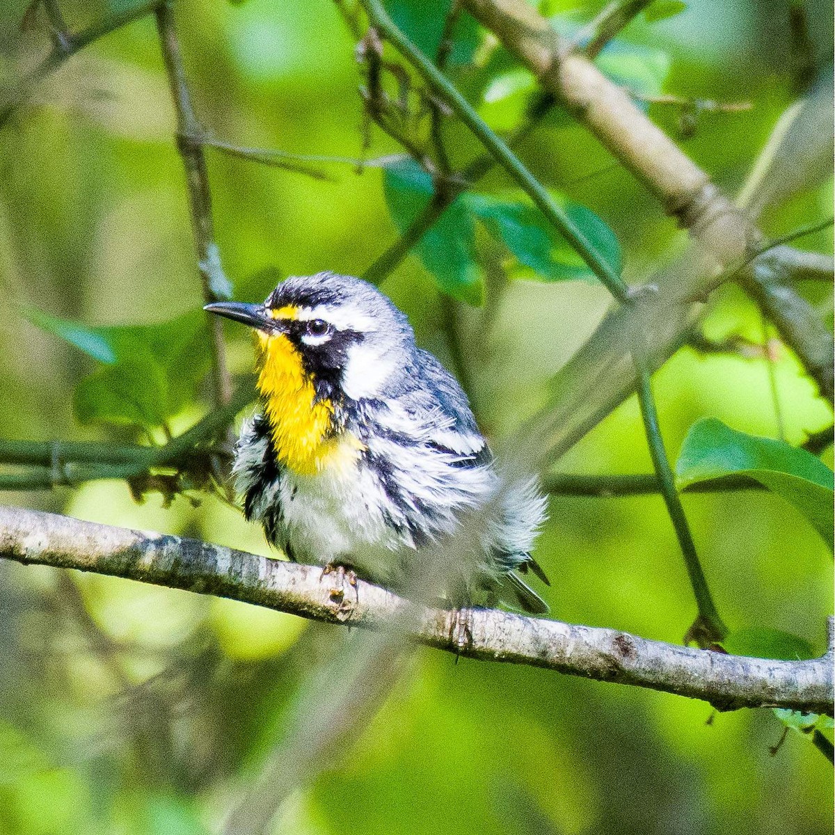 Yellow-throated Warbler - ML568456801