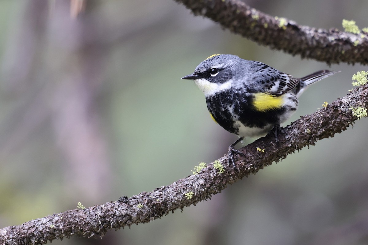 Yellow-rumped Warbler (Myrtle) - ML568456851