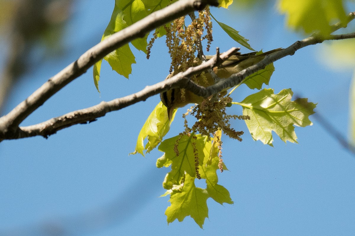 Worm-eating Warbler - ML56845691