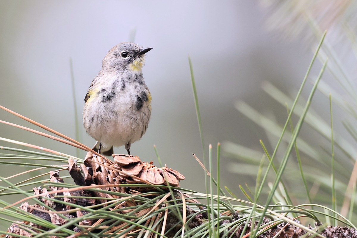 Yellow-rumped Warbler (Audubon's) - ML568457171