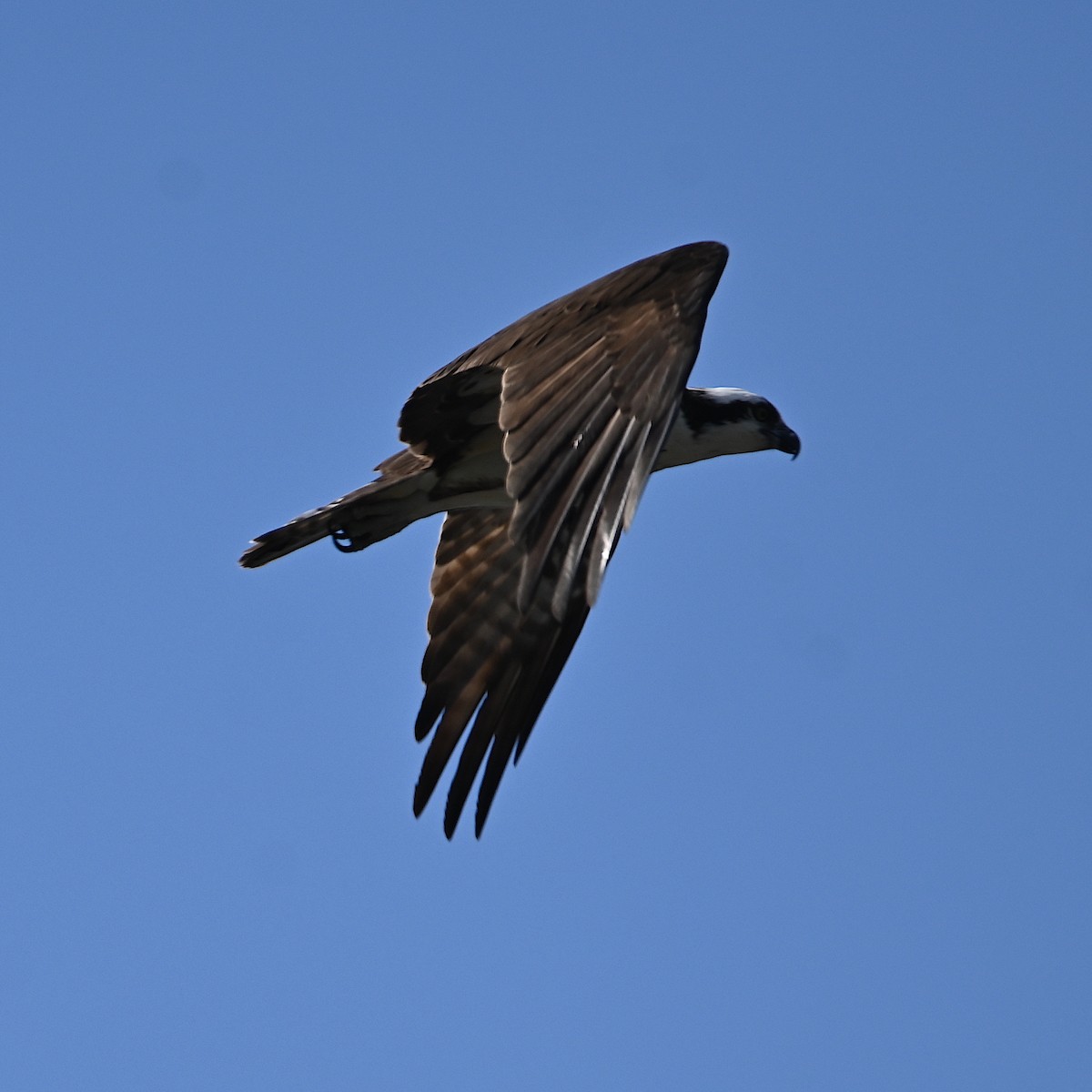 Águila Pescadora - ML568457461