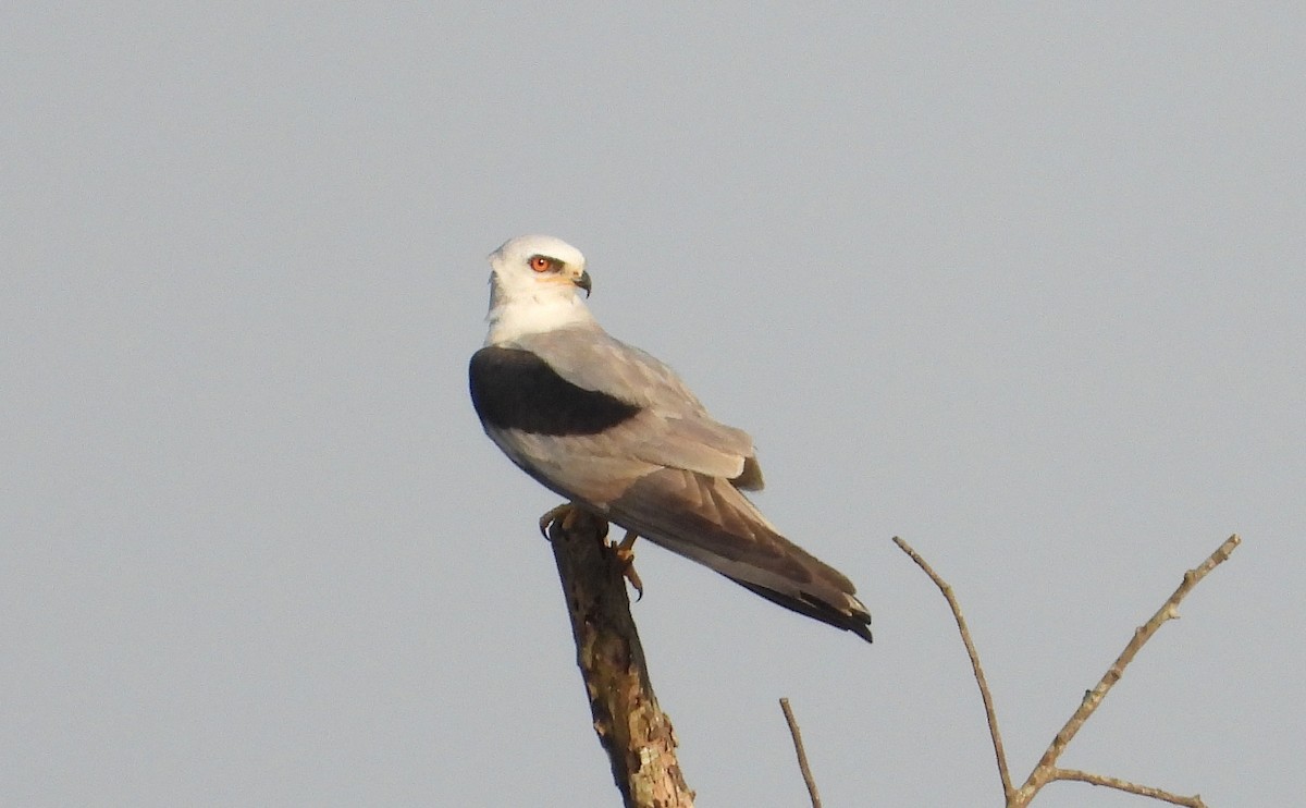 White-tailed Kite - ML568457951