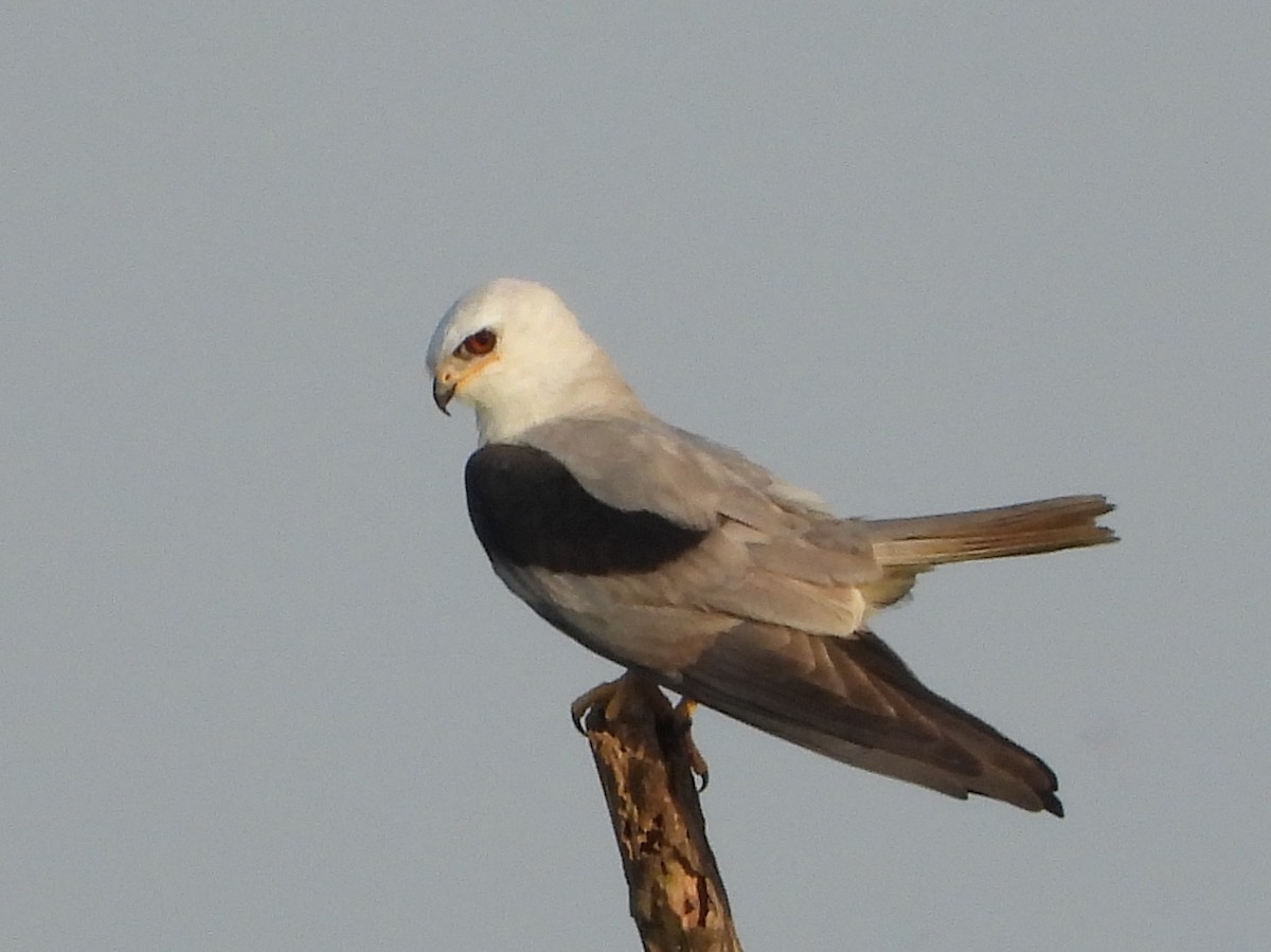 White-tailed Kite - ML568457961