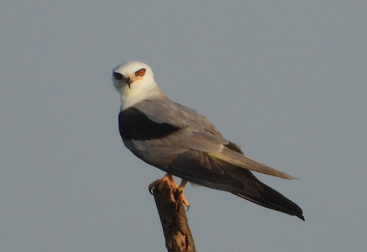 White-tailed Kite - ML568457971