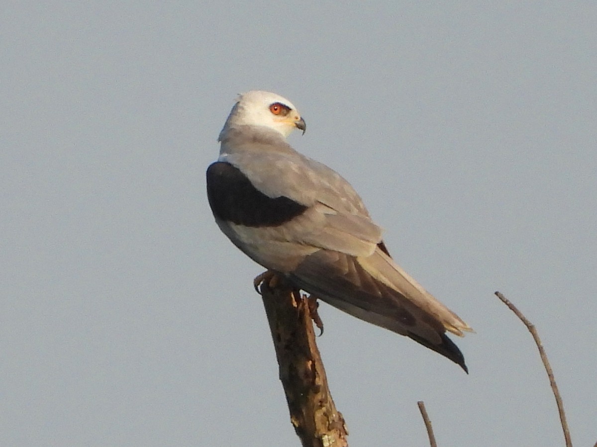 White-tailed Kite - ML568457981