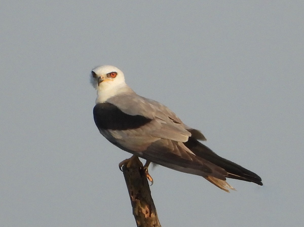 White-tailed Kite - Ron Furnish