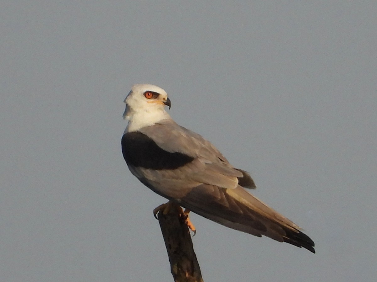 White-tailed Kite - ML568458001