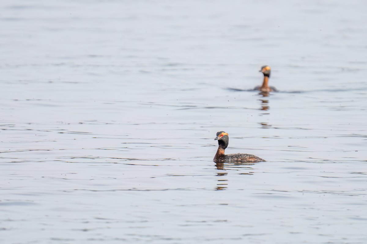 Horned Grebe - ML568459261