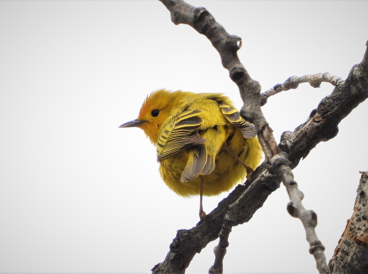 Yellow Warbler (Northern) - ML568460171