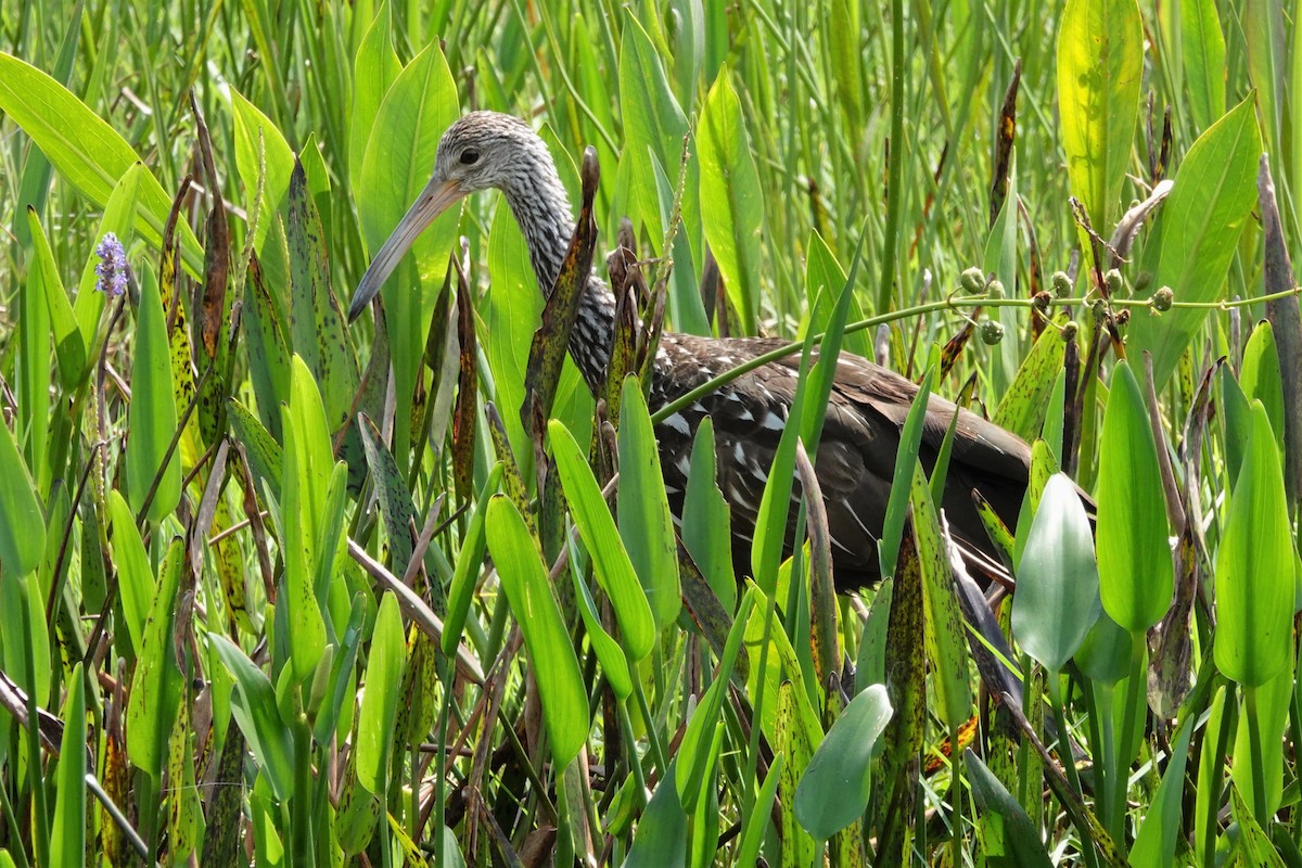 Limpkin - ML568460181