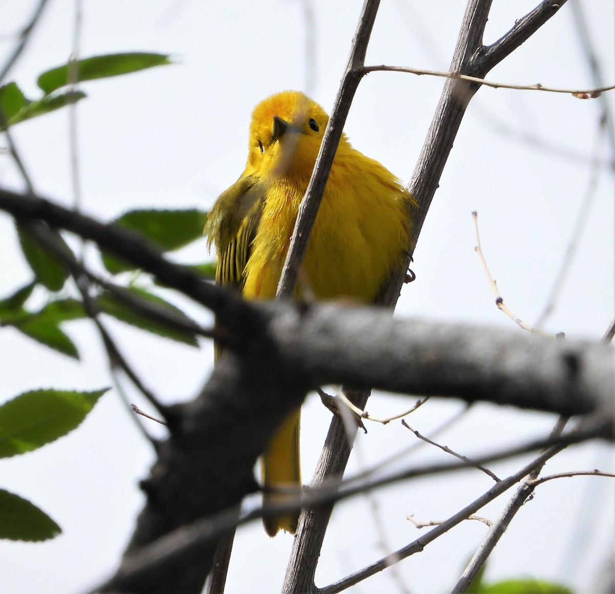 Yellow Warbler (Northern) - ML568460191