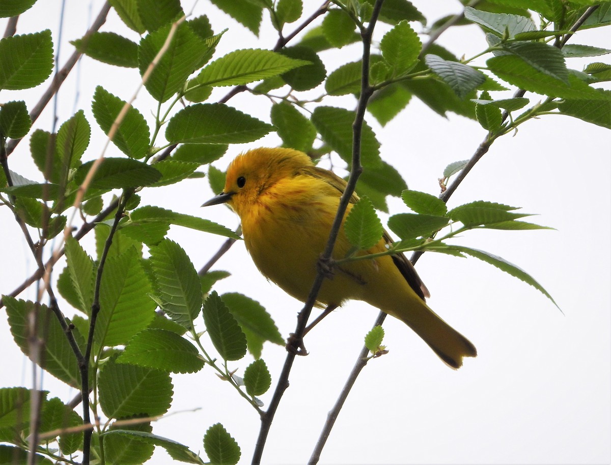 Yellow Warbler (Northern) - ML568460201