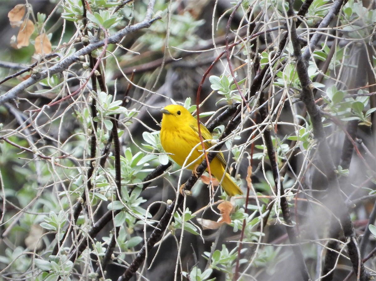 Yellow Warbler (Northern) - ML568460211