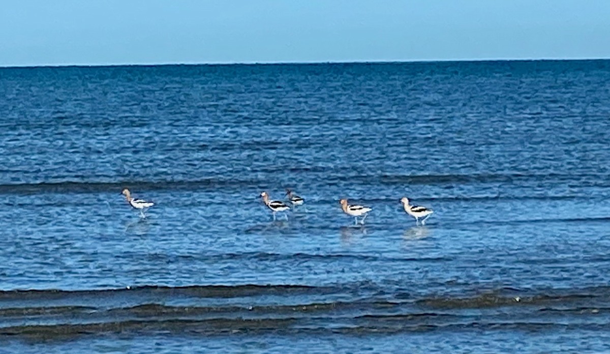 American Avocet - Jelena Grbic