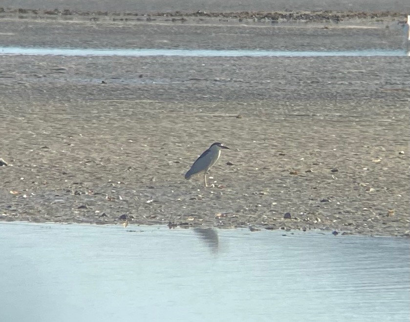 Black-crowned Night Heron - ML568460961