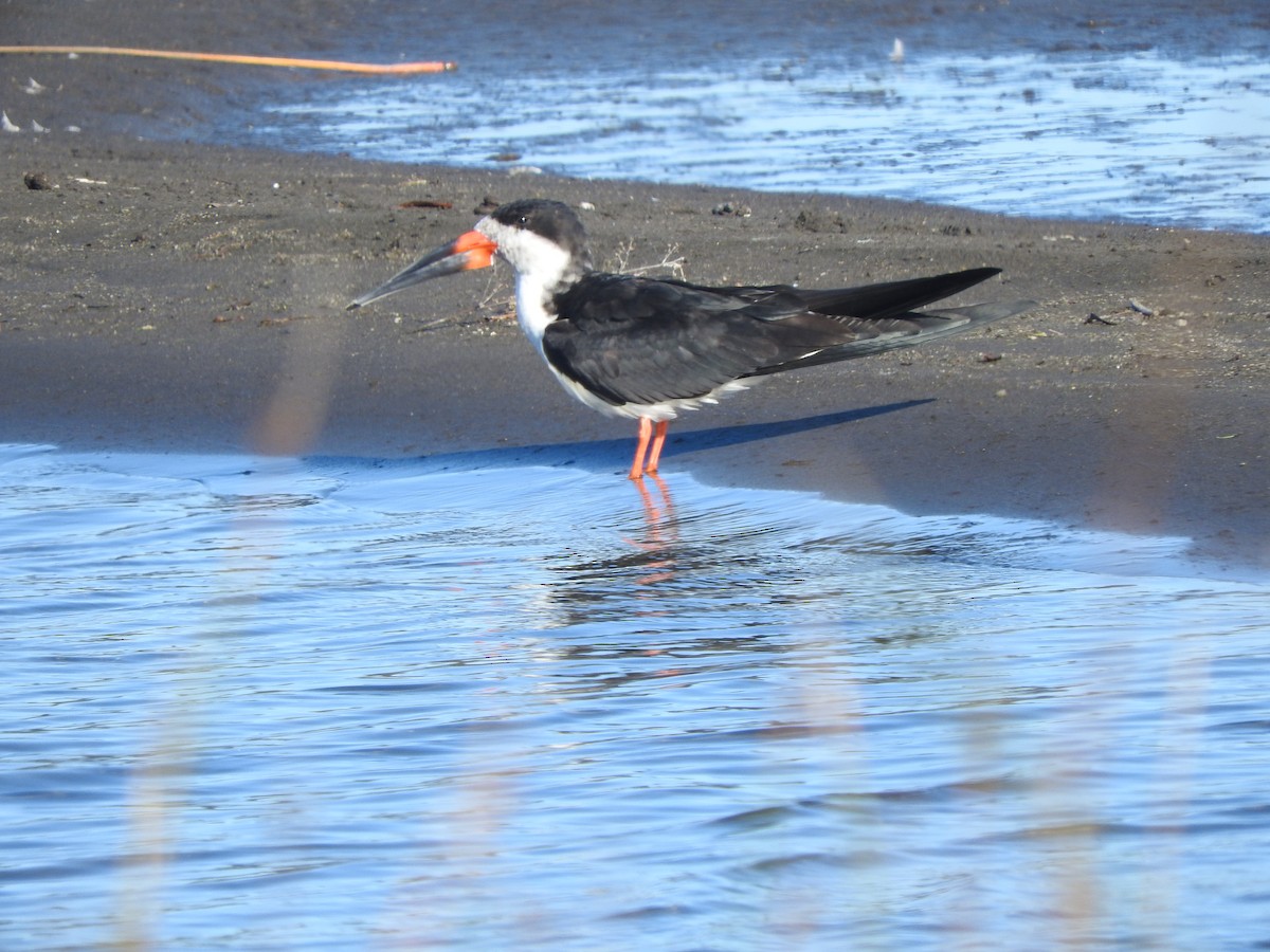 Чёрный водорез - ML568461301