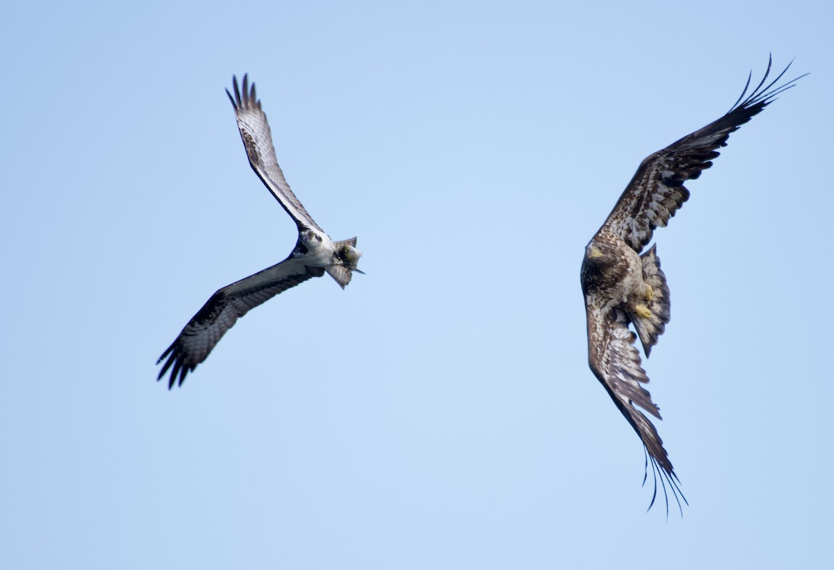 Osprey - Weston Barker