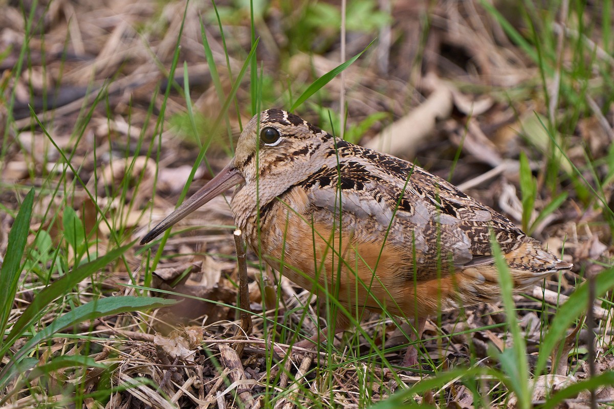 American Woodcock - ML568462851