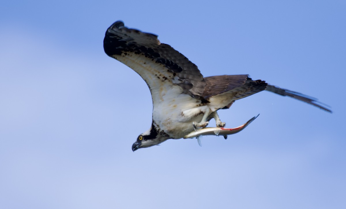 Osprey - ML568462951