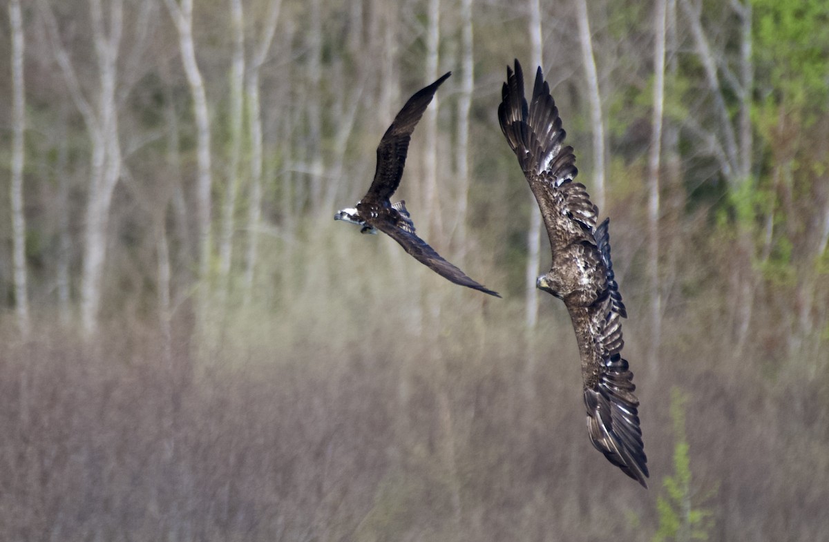 Bald Eagle - ML568463121