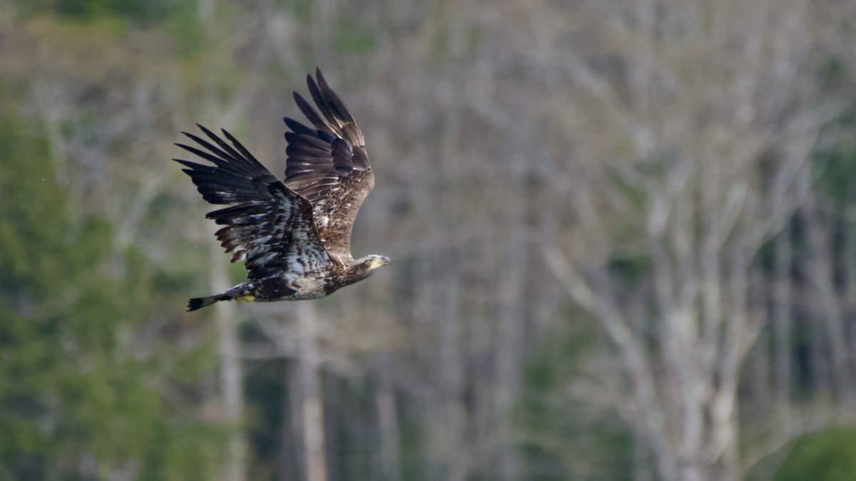 Bald Eagle - ML568463181