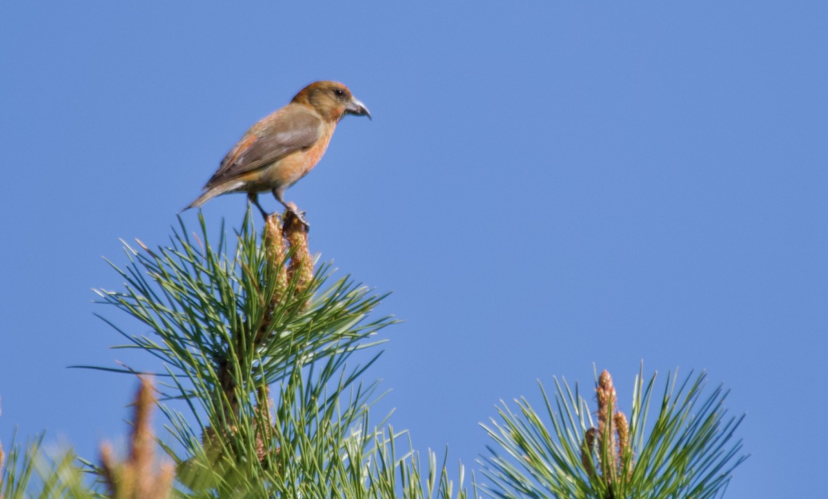 Red Crossbill - ML568463321