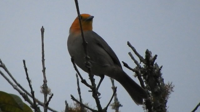 Orange-headed Tanager - ML568464151