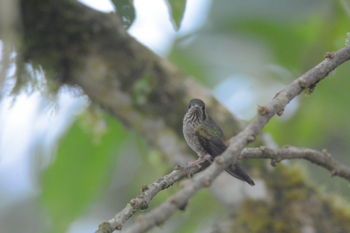 Speckled Hummingbird - Richard Garrigus