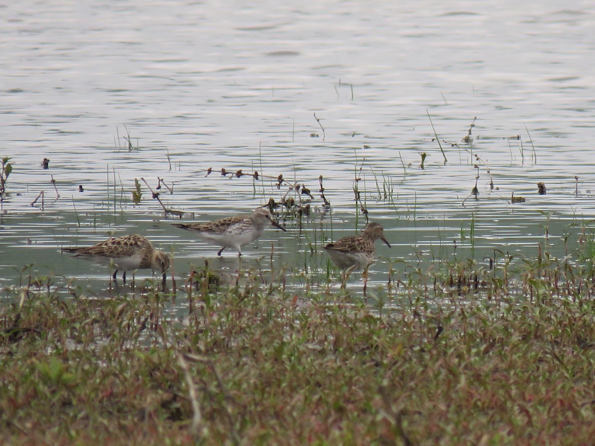 White-rumped Sandpiper - ML568465881