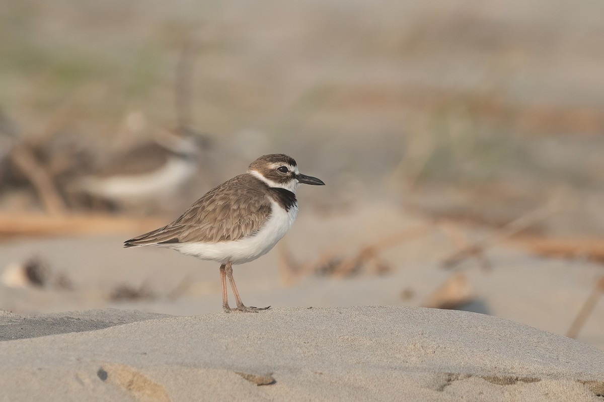 Wilson's Plover - Eric Ripma