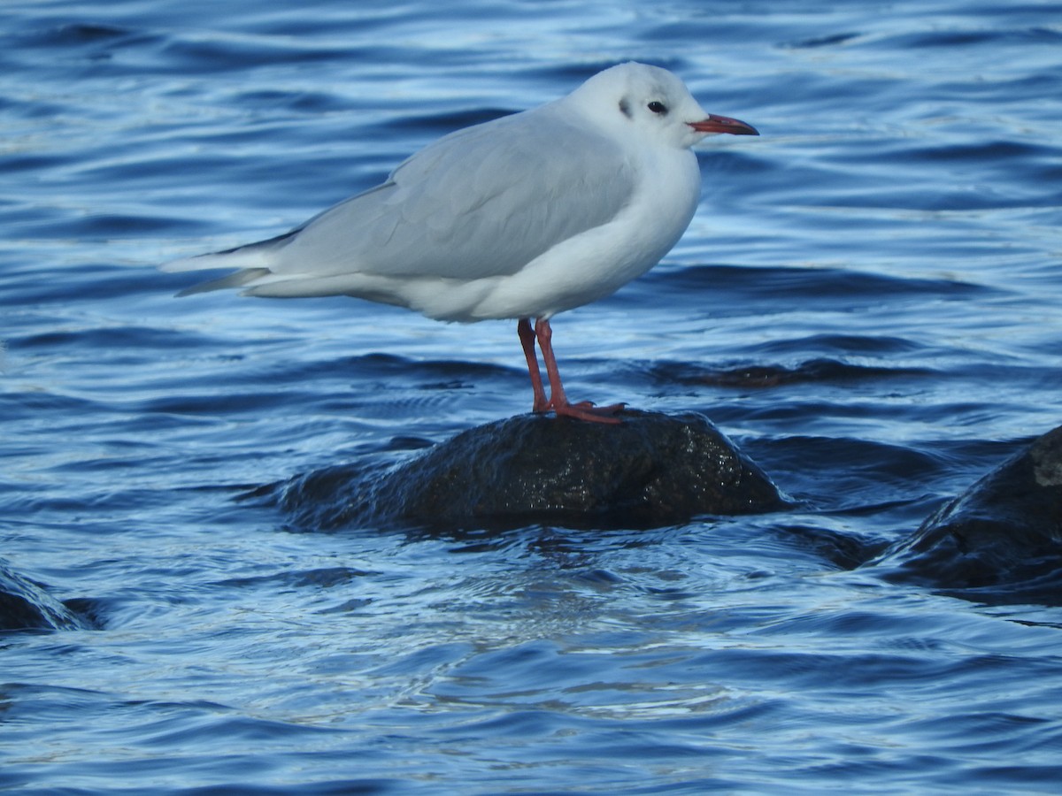 Brown-hooded Gull - ML568466381