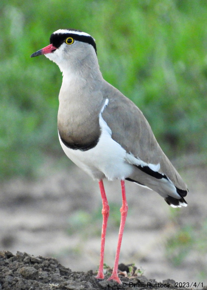 Crowned Lapwing - ML568467001