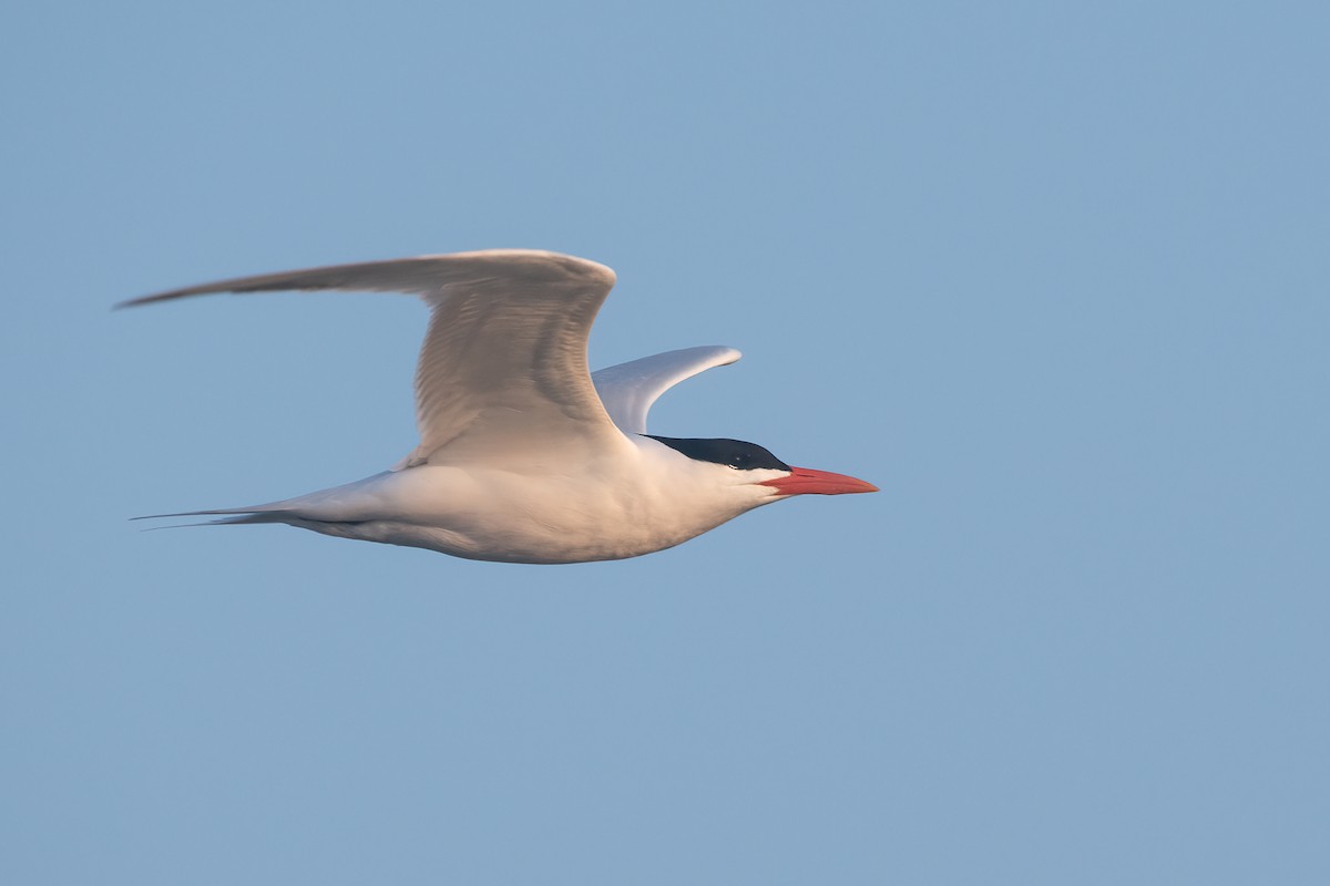 Royal Tern - Eric Ripma