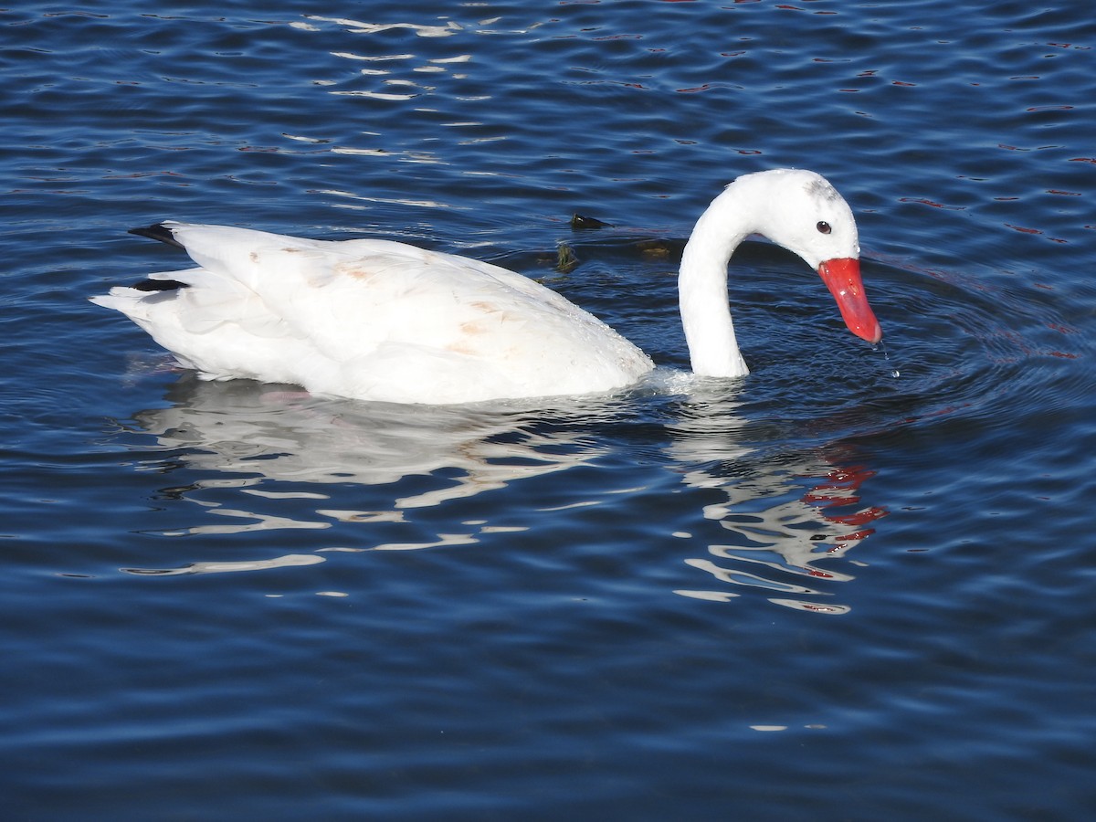 Coscoroba Swan - ML568467301